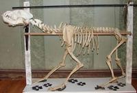 Photograph of a Brown Hyena skeleton