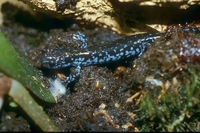 : Ambystoma laterale; Blue-spotted Salamander