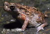 : Bufo atukoralei; Atukorale's Dwarf Toad