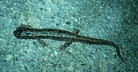: Bolitoglossa franklini