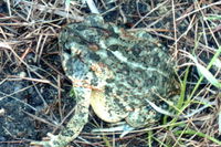 : Bufo terrestris; Southern Toad