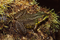 : Rana clamitans; Green Frog