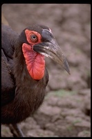 : Bucorvus leadbeateri; Southern Ground-hornbill