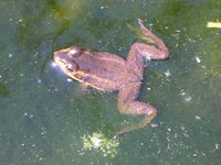 : Rana virgatipes; Carpenter Frog