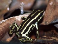 : Ranitomeya fulgurita
