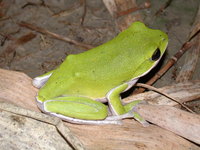 : Rhacophorus arvalis; Farmland Green Treefrog