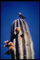 : Centurus uropygialis; Gila Woodpecker