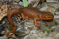 : Taricha torosa; California Newt