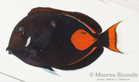 : Acanthurus achilles