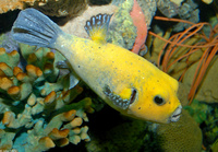 : Arothron meleagris; Guineafowl Puffer