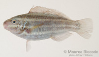 : Chlorurus sordidus