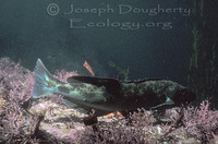 : Ophiodon elongatus; Lingcod, Ling Cod