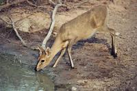 : Sylvicapra grimmia grimmia; Common Grey Duiker