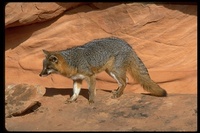 : Urocyon cinereoargenteus; Gray Fox