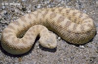 : Cerastes vipera; Sahara Sand Viper