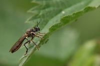 : Dioctria hyalipennis