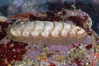 : Stenoplax fallax; Rosy Slender Chiton