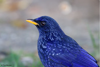 Blue-whistling Thrush