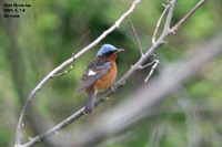 꼬까직박구리 White-throated Rockthrush