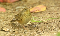 쥐발귀개개비 [lanceolated grasshopper warbler]