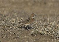 Red-capped Lark