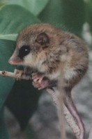 Monito del monte (Dromiciops gliroides)