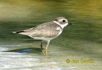 Photo of kulík Bonapartův, Charadrius semipalmatus, Semipalmated Plover, Chorlito Frailecillo