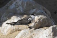 Bridled Tern (Onychoprion anaethetus)