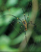 Golden Orb Spider