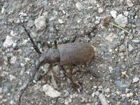 Lamia textor - Weaver Beetle