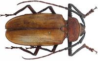 Agrianome loriai