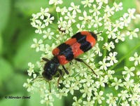 Trichodes apiarius