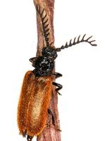 Drilus flavescens