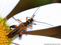 Oedemera podagrariae