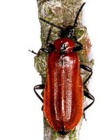 Schizotus pectinicornis