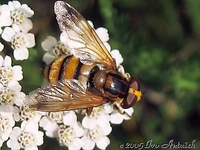 Volucella inanis