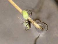 Velia caprai