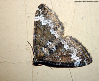 Perizoma affinitata - Rivulet
