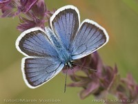 Plebeius argus - Silver-studded Blue