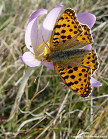 Issoria lathonia - Queen of Spain Fritillary