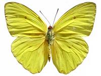 Phoebis sennae - Cloudless Sulphur