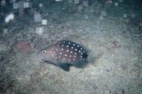 Epinephelus niveatus, Snowy grouper: fisheries