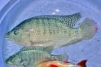 Oreochromis mortimeri, Kariba tilapia: fisheries, aquaculture, gamefish