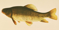 Erimyzon oblongus, Creek chubsucker: