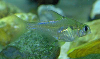 Osteobrama cotio cotio, :