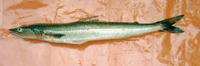 Synodus evermanni, Inotted lizardfish: