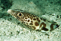 Poeciloconger fasciatus, Barred sand conger: