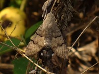 Macroglossum stellatarum - Humming-bird Hawk-moth