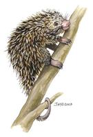 Image of: Coendou prehensilis (Brazilian porcupine)