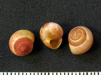 Helicina